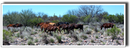 "wild horses"
verde river, rio verde, az.